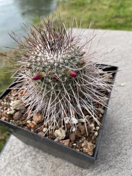Mammillaria varieaculeata